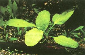 Echinodorus sp. Narrow Leaf